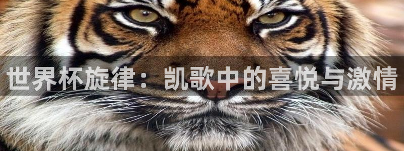2026世界杯直播：世界杯旋律：凯歌中的喜悦与激情